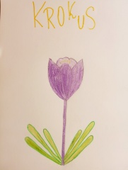Krokus SP2